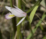 Rose pogonia <BR>Snakemouth orchid